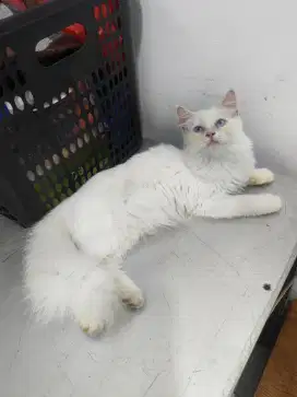 Kucing persia putih solid