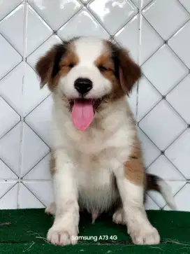 Anakan anjing ras mix