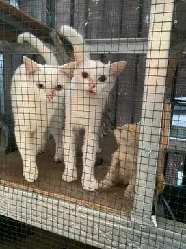 kucing anggora ras
