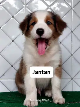 Anakan anjing ras mix