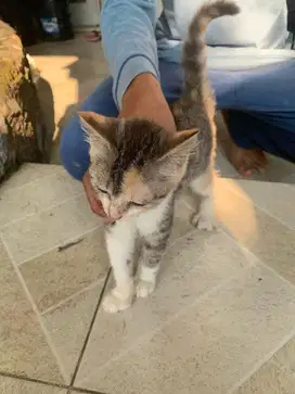 Anggora persia imut