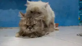 Kucing Persia flatnose betina gemoy selesai pacak