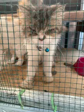 Anggora betina gemuk