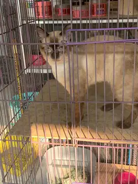 kucing Thailand shiam