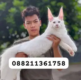 Kucing berbagai ras lokasi di bogor
