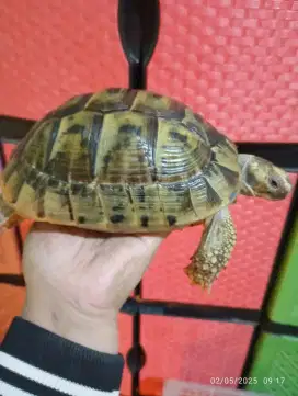 Kura darat sulcata Golden greek