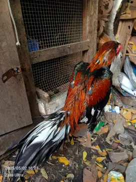 Ayam bangkok tehnik
