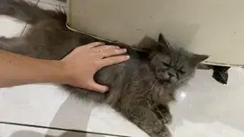 Kucing flatnose