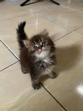 Kucing Persia flatnose betina