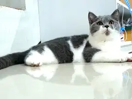 Open Adop BSH Bico Abu White Ciracas