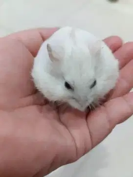 Hamster *winter* kecil lucu