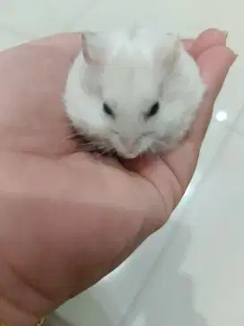 Hamster *winter* kecil lucu