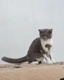 British Shorthair Bicolor