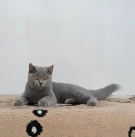 British Shorthair Blue Solid