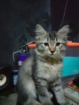 Kitten Persia medium