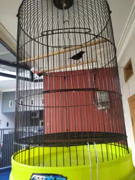 Jual Burung Kolibri Ninja Natuna Gacoorr Max full set