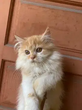 Lepas adopt kucing persia medium