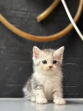 Jual Anakan Kucing Persia Murah