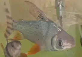 ikan hias red feifeng ikan bersih bersih