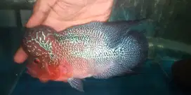 Louhan kamfa f3