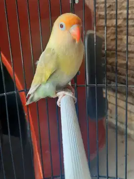 Lovebird Jantan Dewasa PB PF Mata Merah