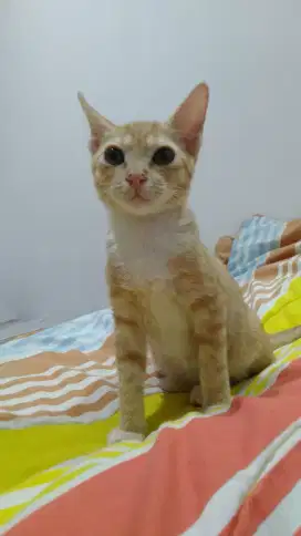 Penjaga Hewan Peliharaan