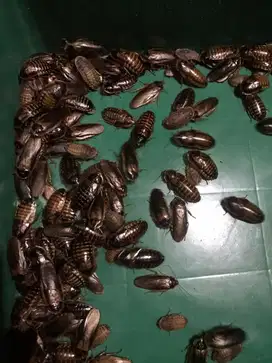 Kecoa Dubia Pakan Reptiles