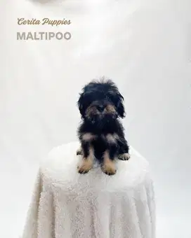 Dijual Anak Anjing Maltipoo UNIK