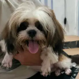 JUAL ANJIBG SHIH TZU