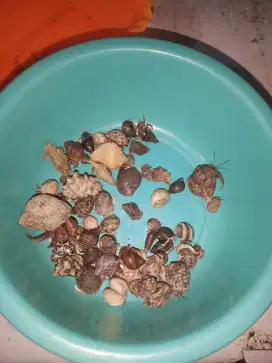 Kelomang mainan anak