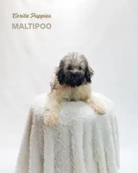 Dijual Anak Anjing Maltipoo UNIK