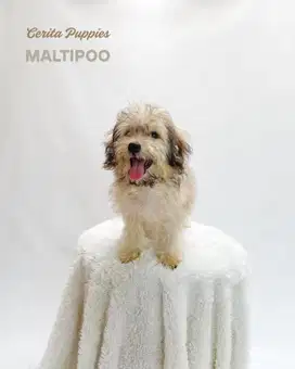 Dijual Anak Anjing Maltipoo Unik