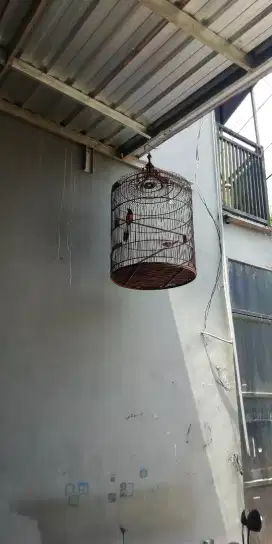 Murai batu medan ekor 20 cm tt ocean ok