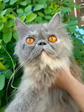 Persia peaknose betina