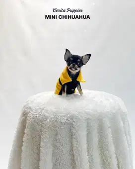 Dijual Anak Anjing Chihuahua BETINA