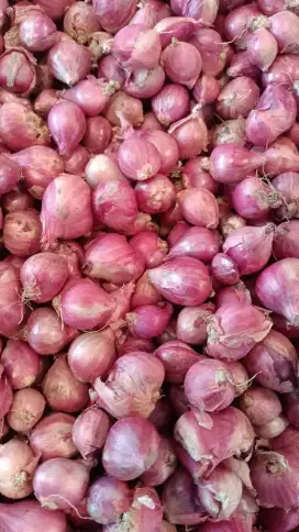 Bawang merah supercros