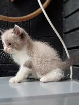 Jual Anakan Kucing Persia Murah