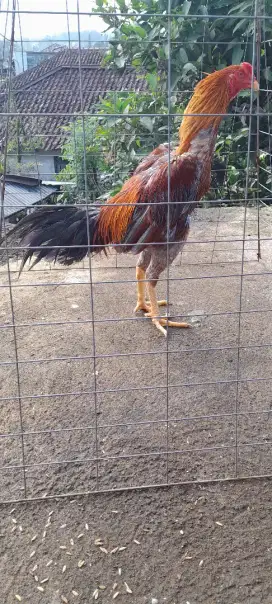 AYAM BANGKOK PAKHOY/VIDEO