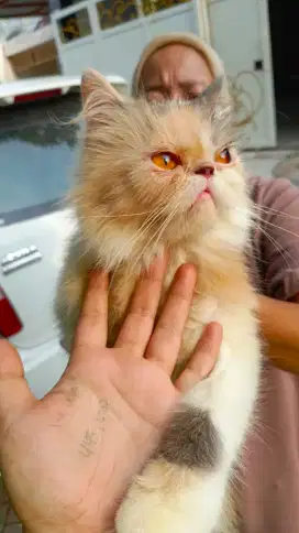 Peaknose calico