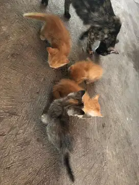 Adopsi kucing gratis