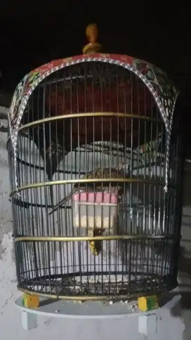 Jual burung perkutut lokal alam+ kandang 200 minat wa