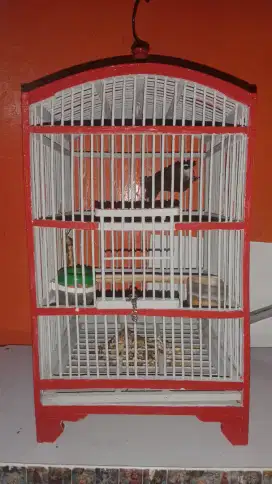 Jual burung trucukan + kandang 200 minat wa