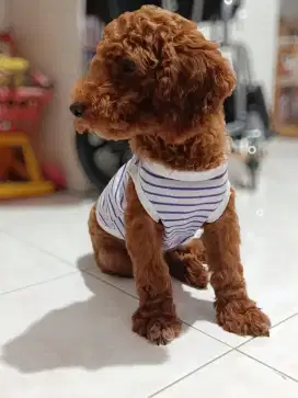Jual Anjing Poodle Betina