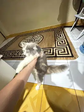 Persia Calico Dilute