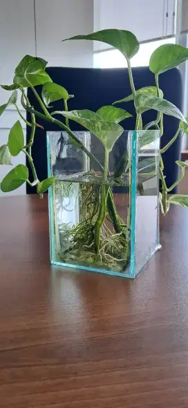 Asisten Rumah Tangga