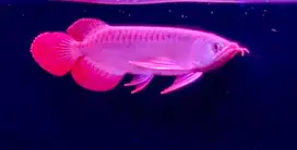 Ikan Arowana / Arwana Super Red Size 30cm