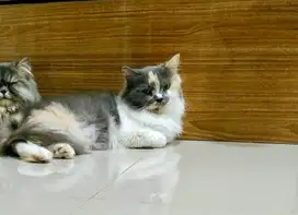 Persia Calico Dilute Indukan