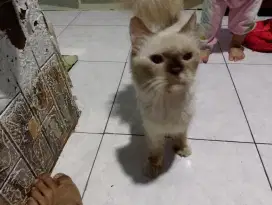 Kucing Persia Himalaya