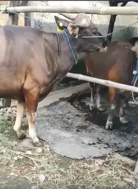 Sapi bali 330kg
