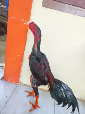 Jual ayam siam umur 8 bulan